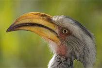 wildlife photography wildlife photography